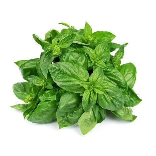 Basil (bunch) Kenya 100G