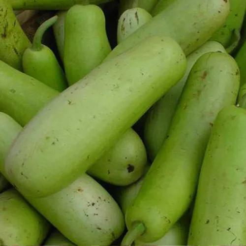 Bottle Gourd 1 Kilo