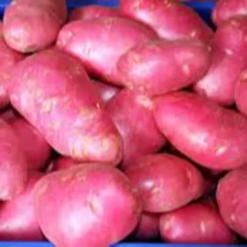 Red Potato 500 Gm