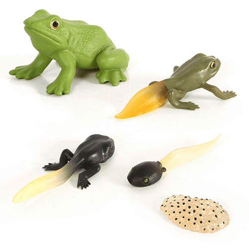 Frog -life Cycle