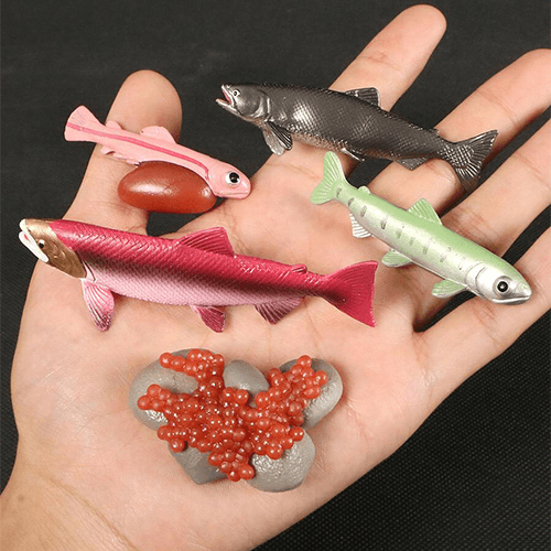 Fish -life Cycle