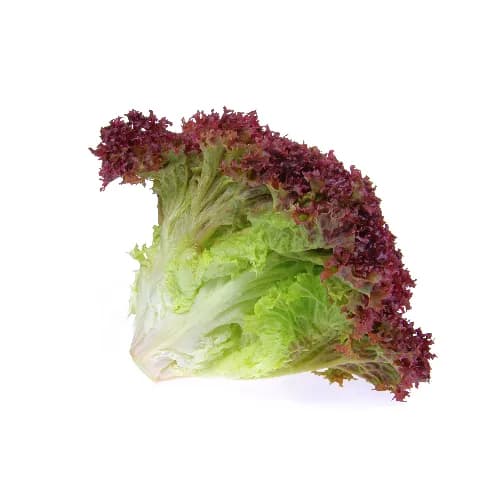 Lettuce Lollo Biondo Imp Approx 1Kg