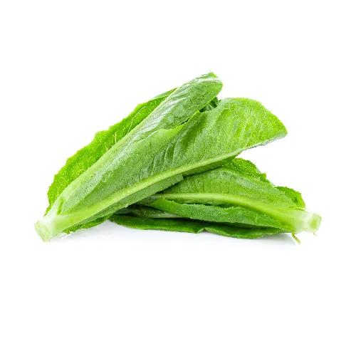 Lettuce Romain * 2 Pack Holland Approx 1Kg