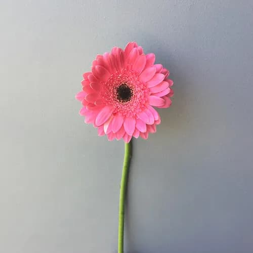 Gerbera Pink 10 Stem