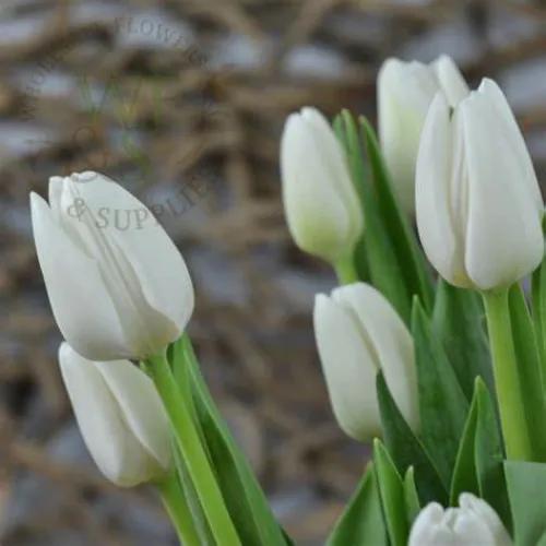 Fresh White Tulip - 10 Piece