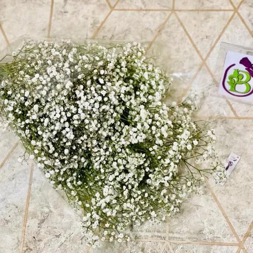 Gypsophila 1 Bunge