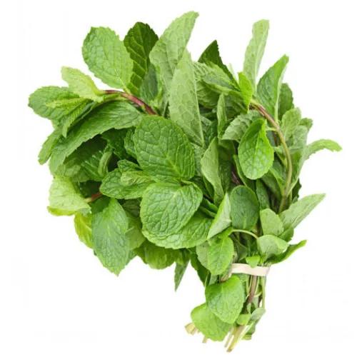 Fresh Mint Bunch