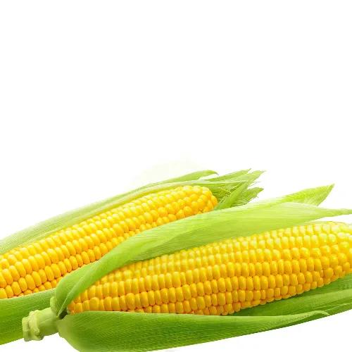 Corn Sweet Imp Approx 1Kg