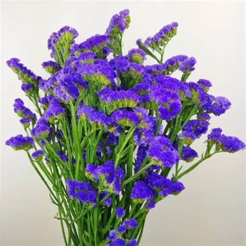 Statice Purple 10 Piece