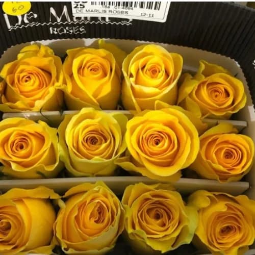 Wholesale Yellow Rose Bunch