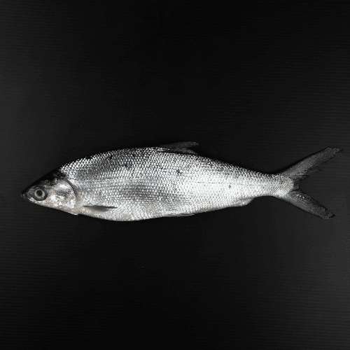 Milk Fish 1Kg