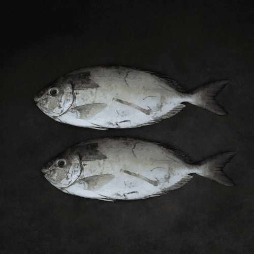 Fresh Safi Fish Medium 1 Kg