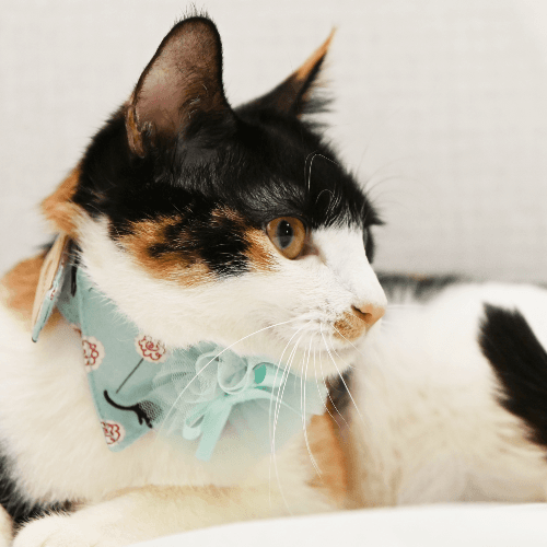 Alina Cat Collar Mint Large