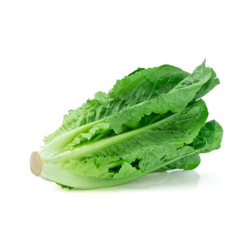 Lettuce Romaine Iran 500G