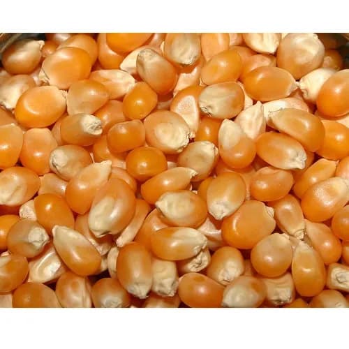 Chittulli Spices Popcorn Seeds Argentina 500 Gr