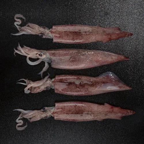 Fresh Squid Whole 10/20 500 G