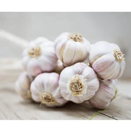 Garlic