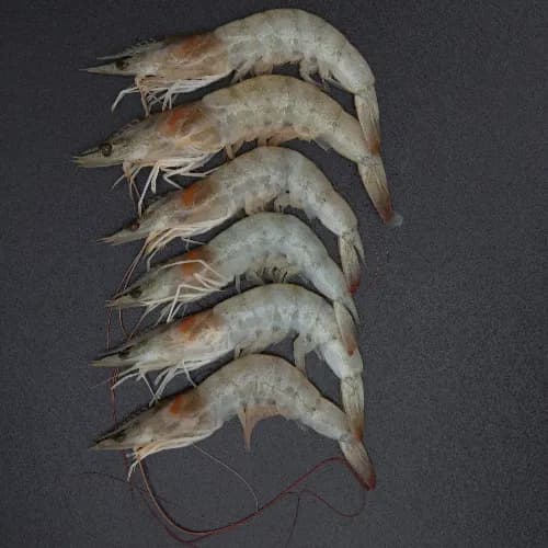 Fresh Prawns Farmed Medium Uncleaned 350 G