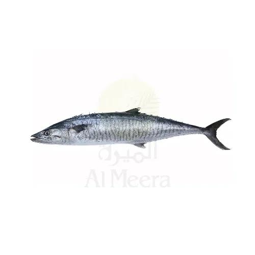 King Fish Medium _Approx 2Kg