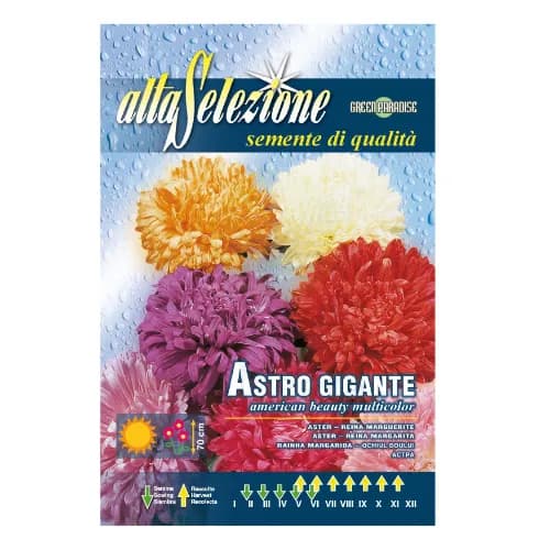 Alta Aster American Beauty 1.50Gm Asf 304-1