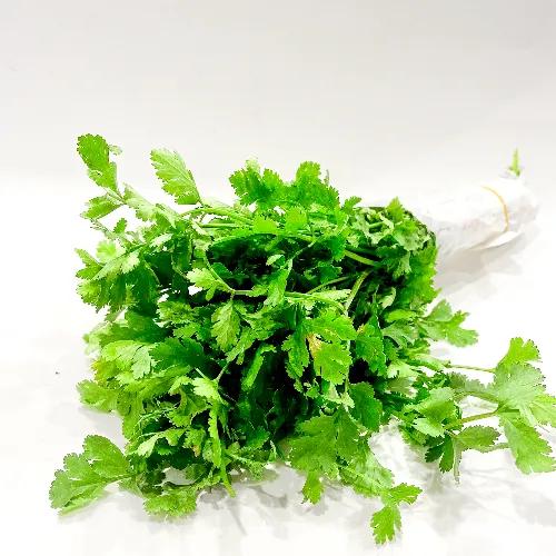 Coriander Bunch Jordan