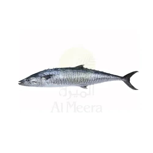 King Fish Small _Approx 2Kg