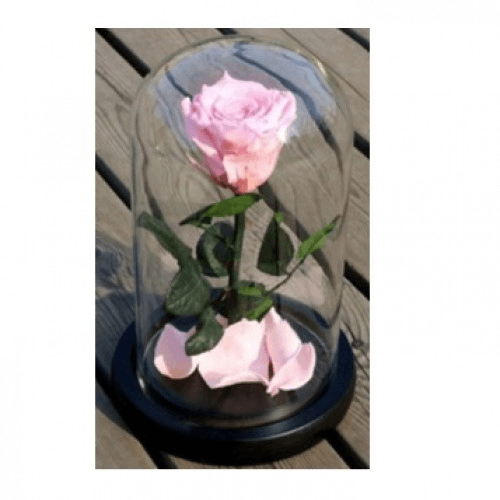 Pink Rose In A Glass Dome