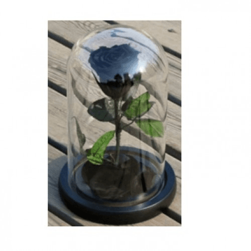 Black Rose In A Glass Dome