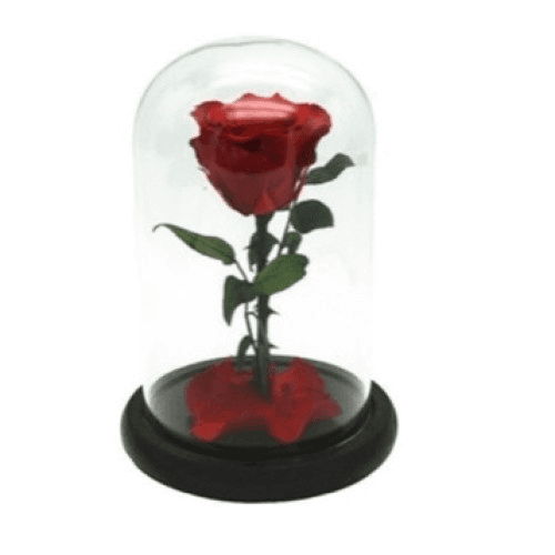 Red Rose In A Glass Dome