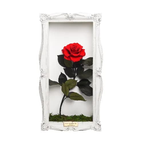 Wall Frame_White_Single Rose