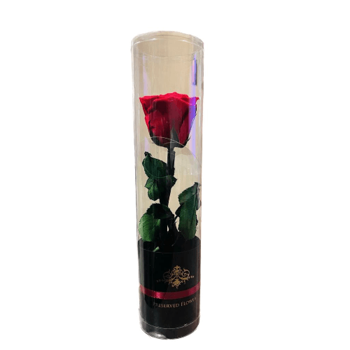 Preserved Single Red Rose Flower