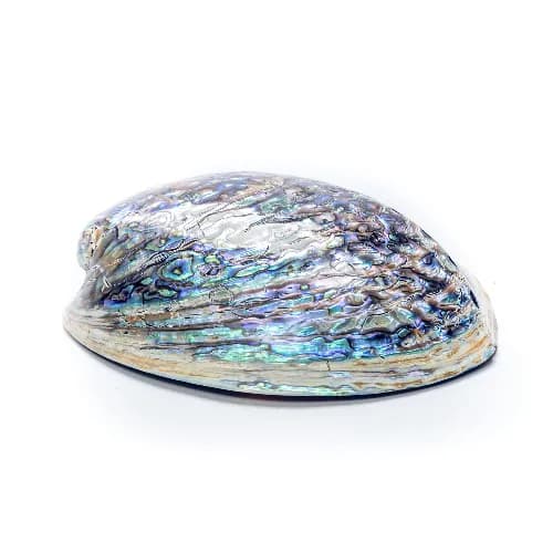 Green Abalone Shell