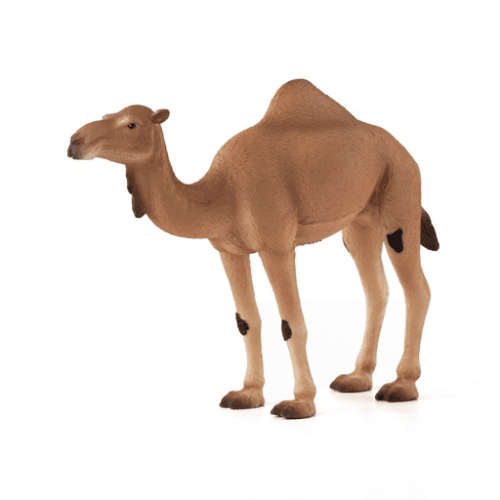 Arabian Camel