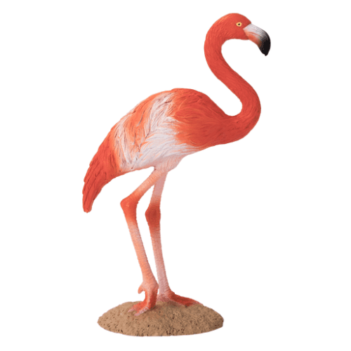 American Flamingo - 921811