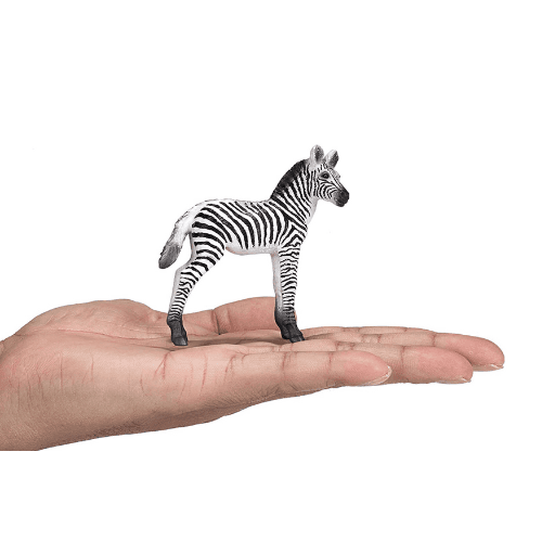 Zebra Foal - 921796