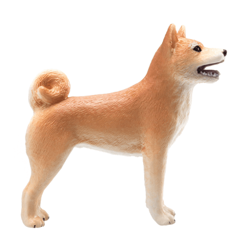 Shiba Inu