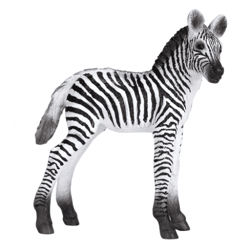 Zebra Foal - 921796