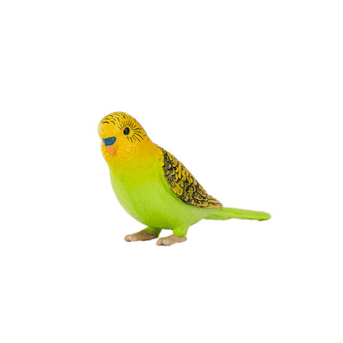 Budgerigar Green