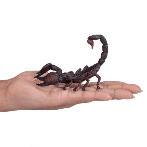 Emperor Scorpion - 921797