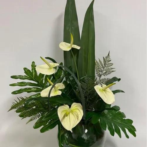 White Anthurium Dream