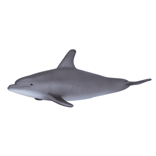 Bottlenose Dolphin - 921818