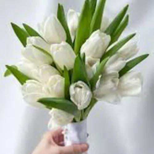 White Tulip Forever