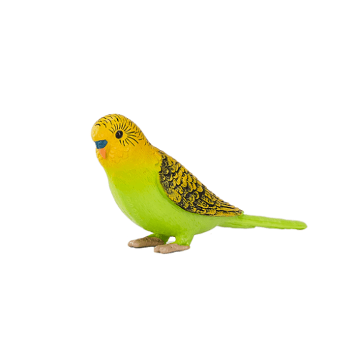 Budgerigar Green