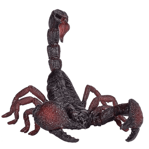 Emperor Scorpion - 921797