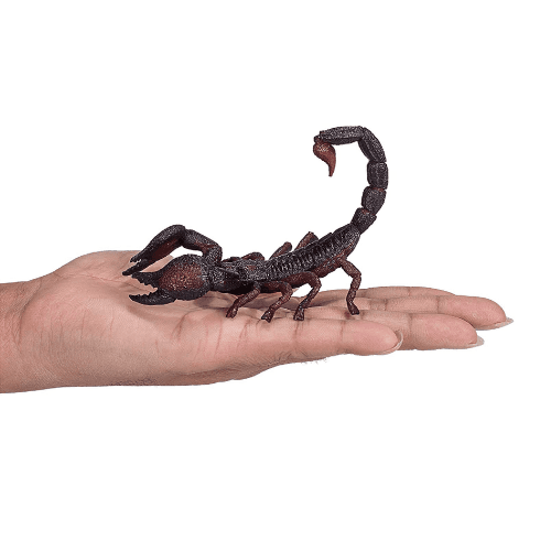 Emperor Scorpion - 921797