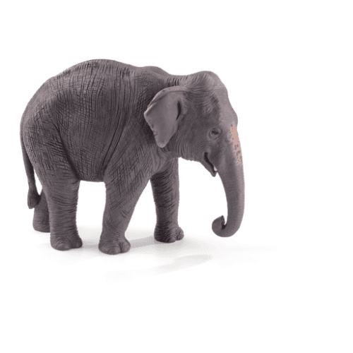 Asian Elephant