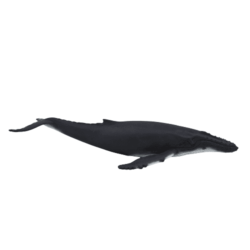 Humpback Whale - 921819