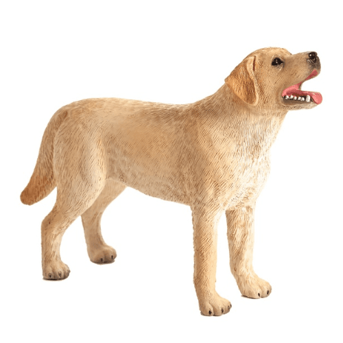 Labrador