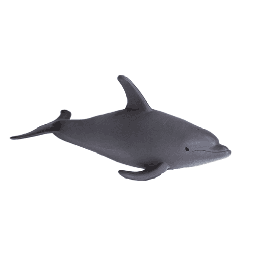 Bottlenose Dolphin - 921818