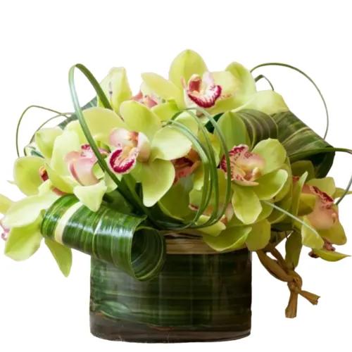 Perennial Green Cymbidium